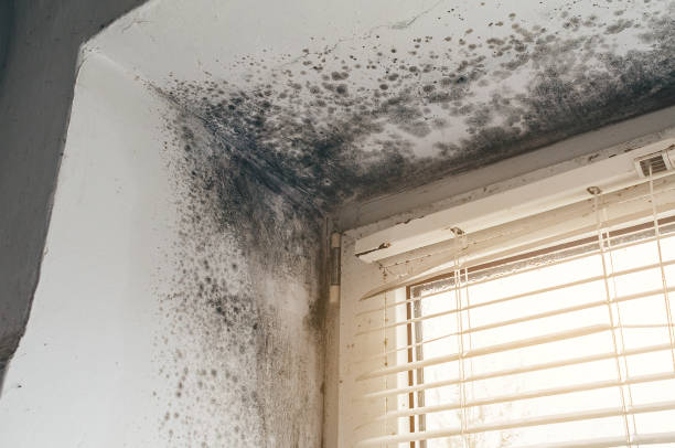 Affordable Mold Remediation solutions in Bunn, NC